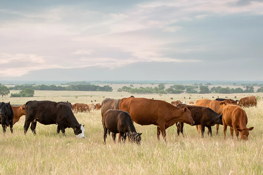 Report: Why South Dakota, Kansas, and Nebraska Could Have Advantages Over Neighbors Because of Livestock