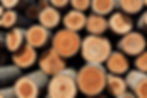 Recently cut trees in a pile