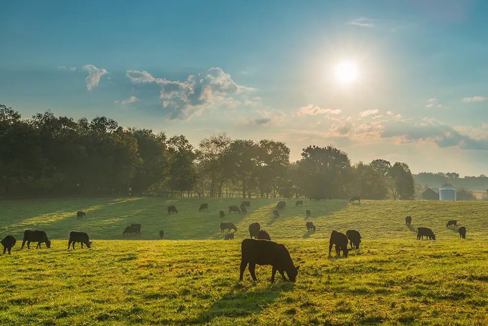 Foreign Beef Imports Increases Push Patience of Some Ranchers and Farmers