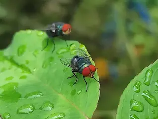 Screwworm fly on leaf