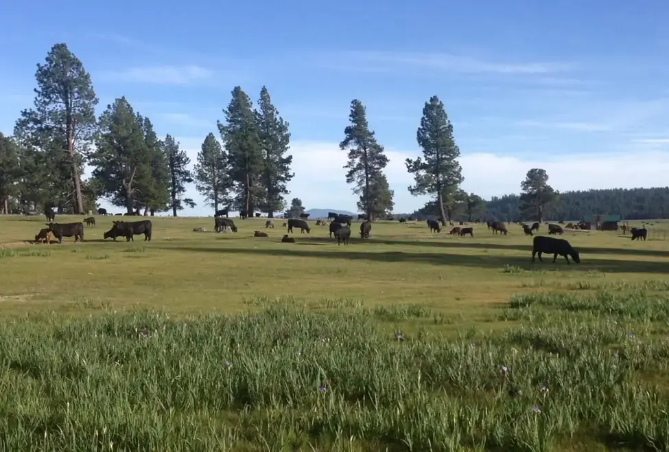 Ranch land with cattle grazing