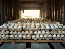 View inside a semi truck with pallets of eggs