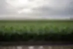 corn field with cloudy skies