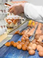 Egg Production Line