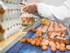 Egg Production Line