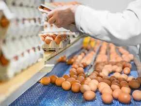 Egg Production Line