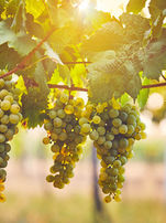 Wine Growers May Need to Think More about the Prices of Their Products