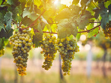Wine Growers May Need to Think More about the Prices of Their Products