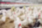 Chickens in a large scale hen house.