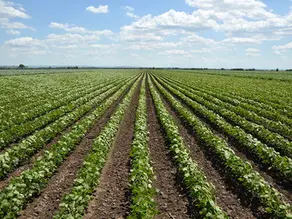 Rows of soy