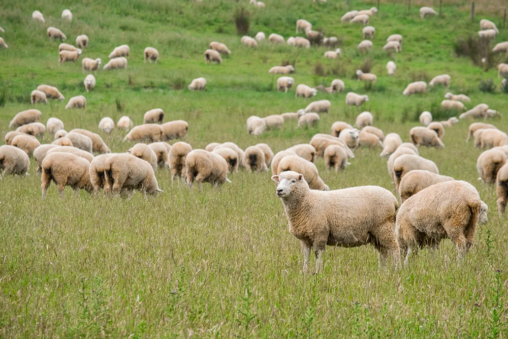 Investigation Underway into Imported Lambs