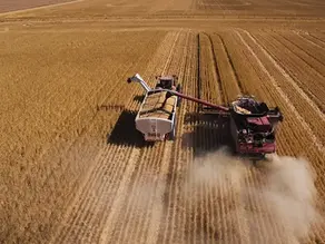Wheat field at harvest time with combine