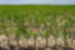 young corn field