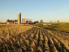 view of typical american farmhouse and barn with corn in the forground