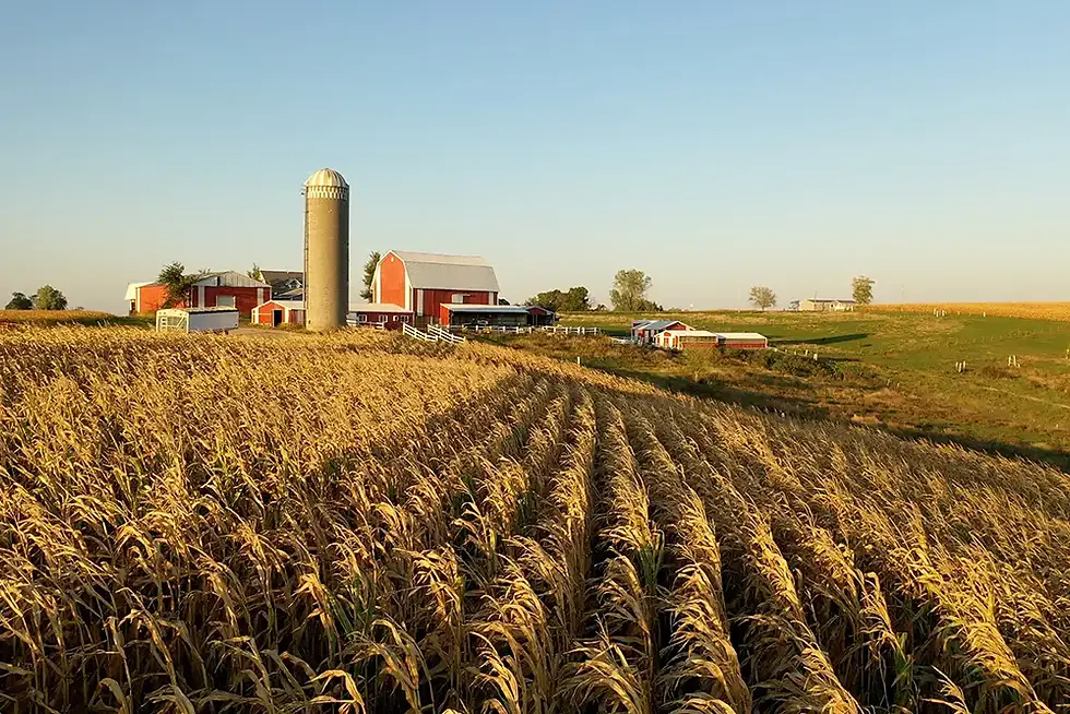 view of typical american farmhouse and barn with corn in the forground