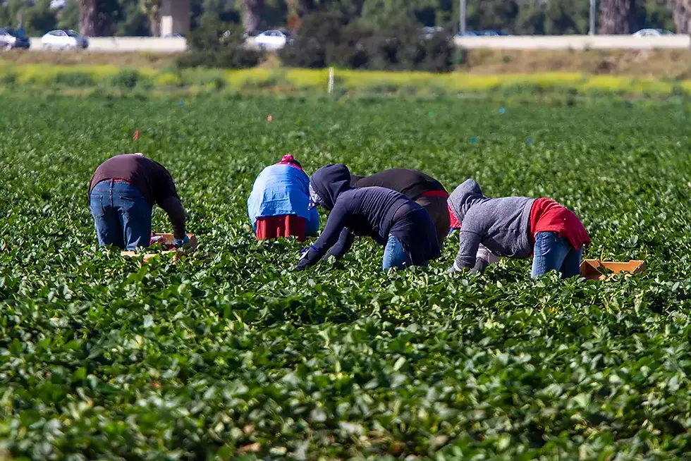 Farm workers hunched over in a field