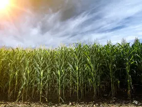 Corn Prices Climb Back Up, While Layoffs Add Up