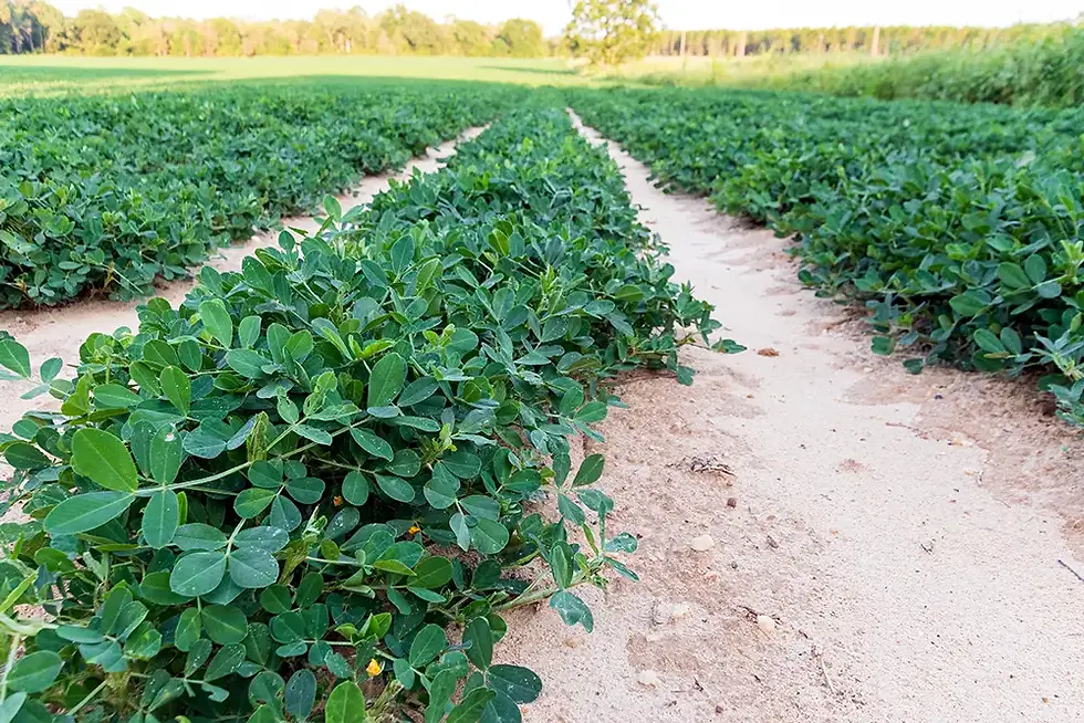 view down rows of a peanut farm
