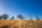 Texas Ranch