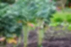 Brussel sprouts on the stalk