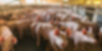 Image of pigs inside of a Hog Farm that are tightly compact