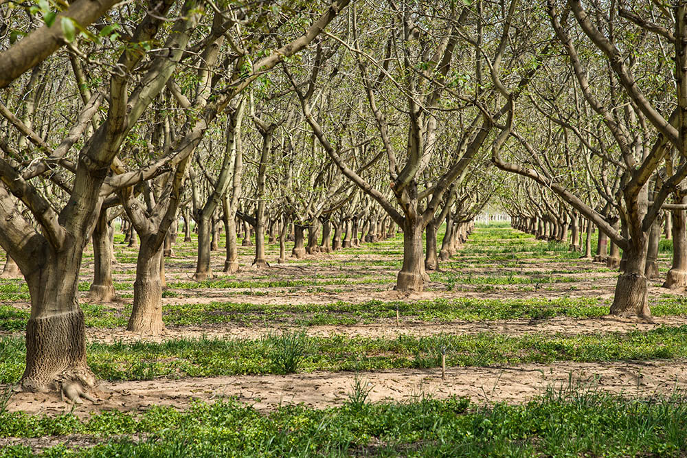 Wallnuts Not Ripe No More Walnuts