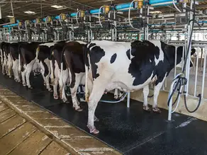 Bird Flu's Challenge for Milk Producers