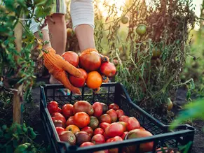 farmer picking tomatoes by hand