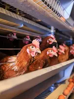 Chickens in hen house