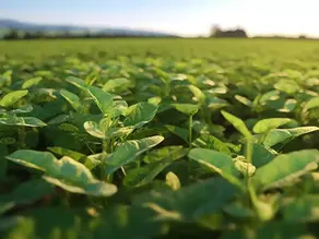 Record Carbon Credit