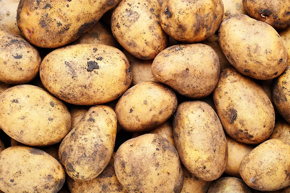 Problems Digging into Potato Industry