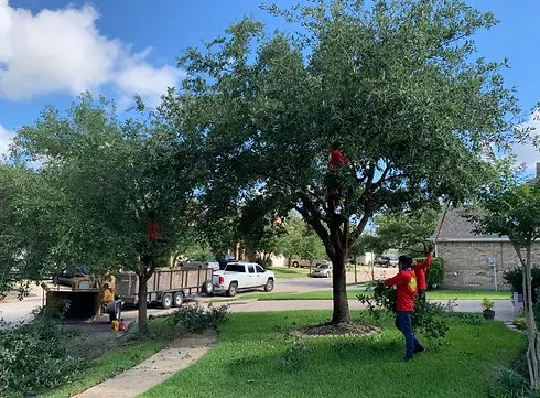 workers-with-red-tshirts-trimming-some-trees.webp