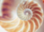 Fibonacci in Nature