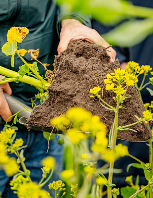middle aged man's hands holding soil behind wall of yellow flowers