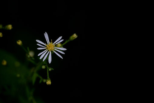 DSC_4112.jpg