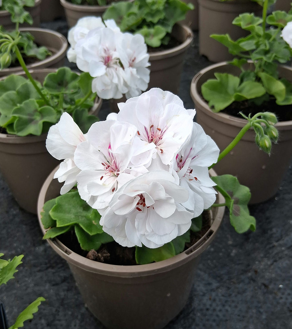 Thumbnail: Geranium - Single plant