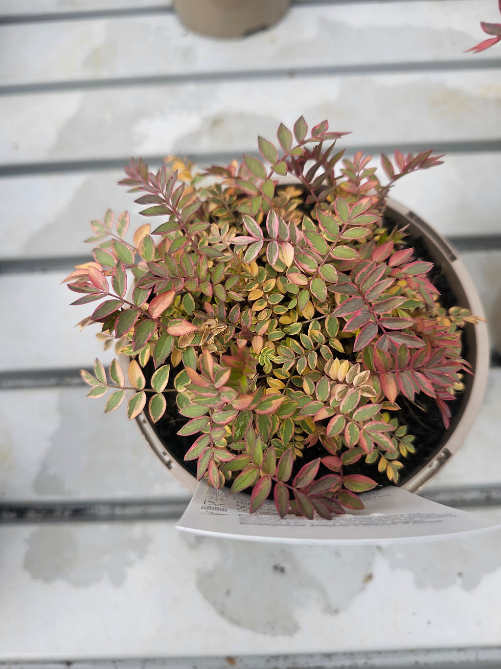 Thumbnail: Polemonium "Golden Feathers"