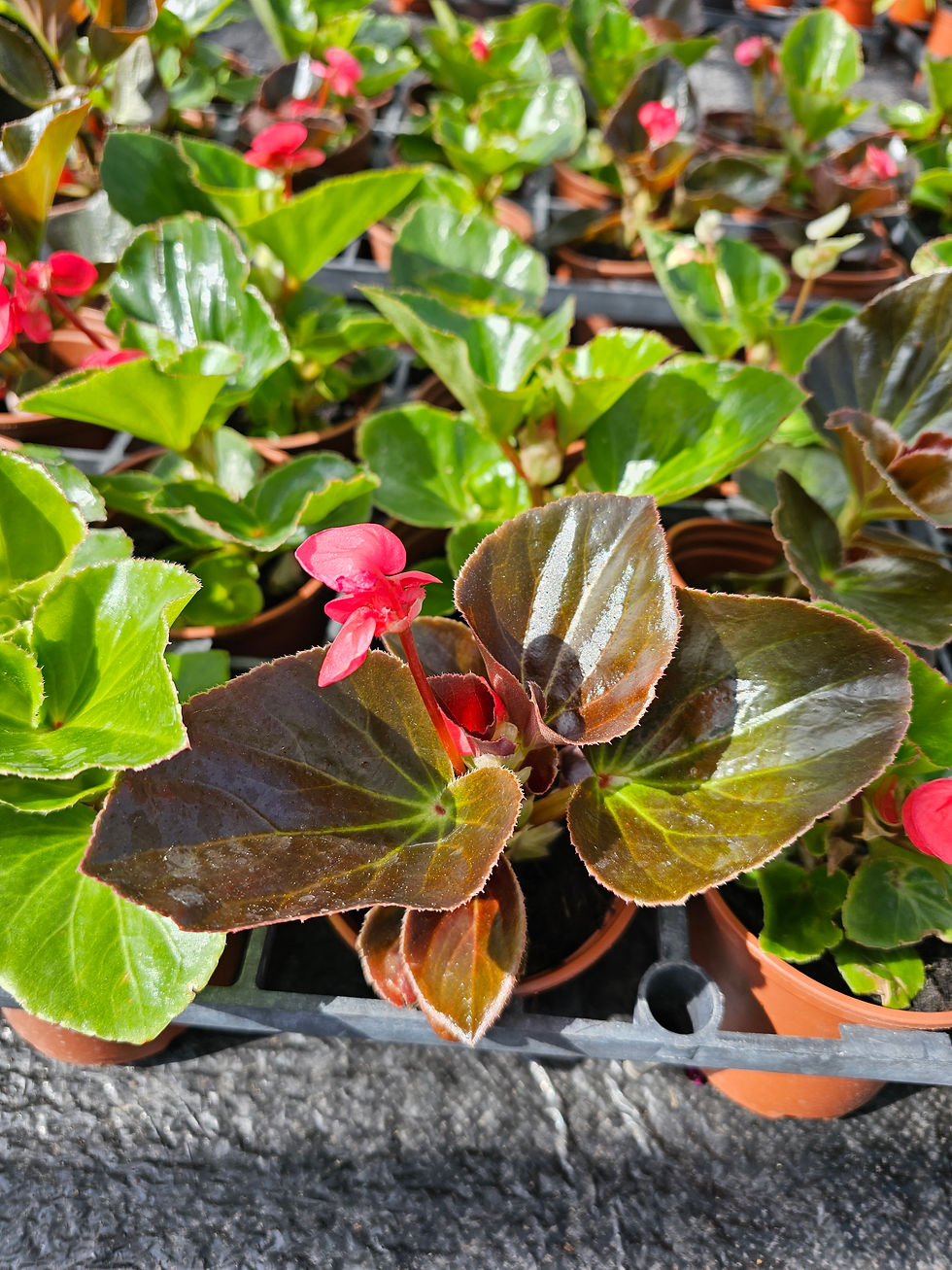 Thumbnail: Large Begonia Megawatt- Mixed