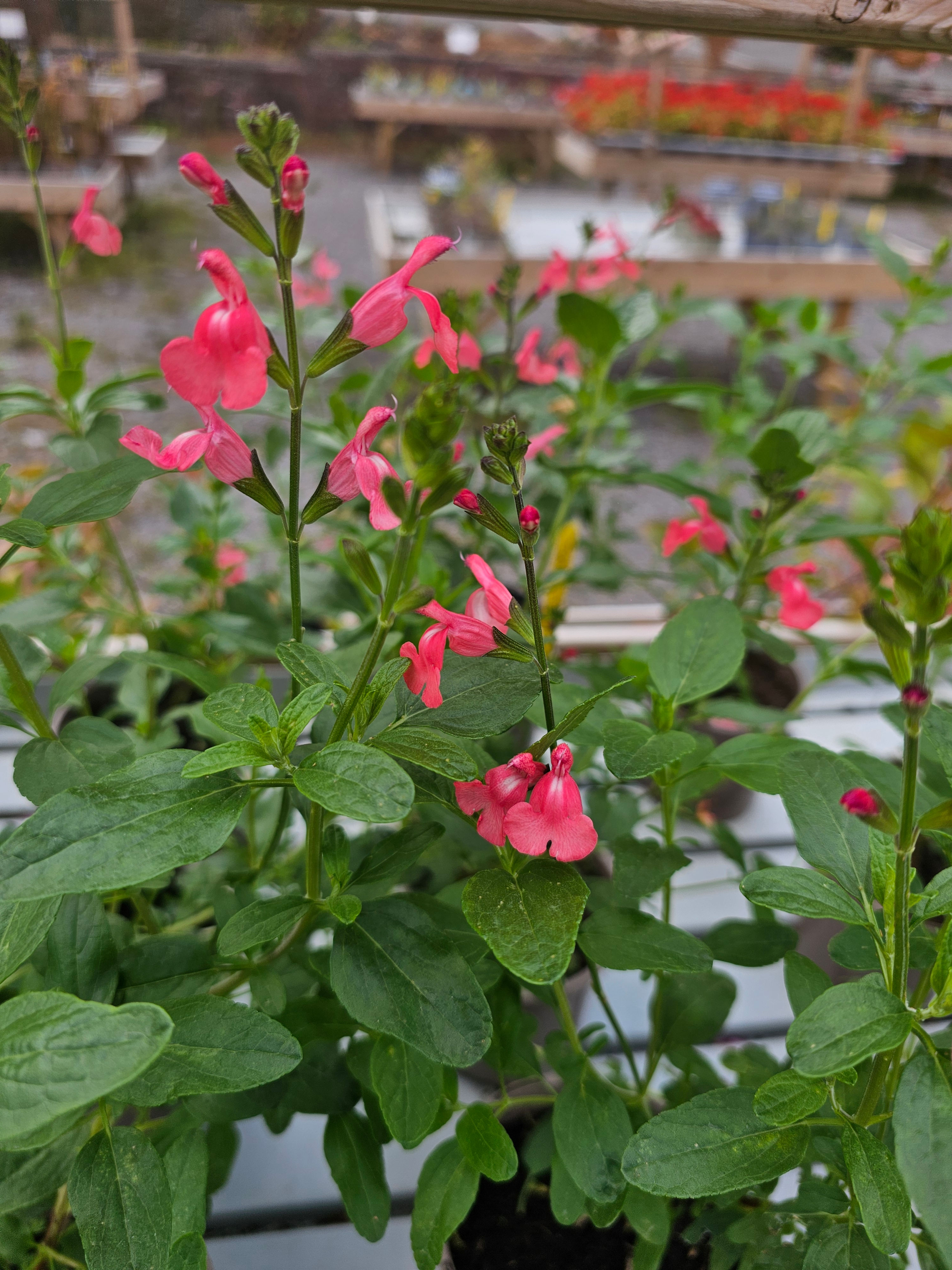 Salvia Trelawny
