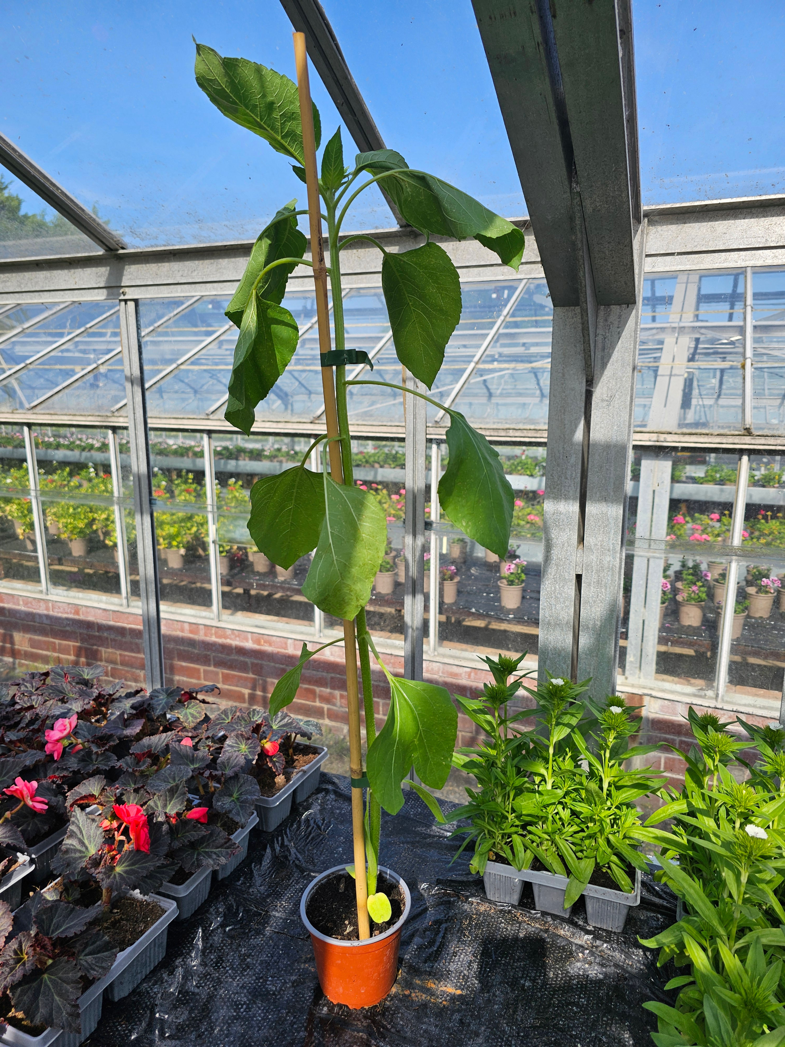 Sunflower-Large 1L pot