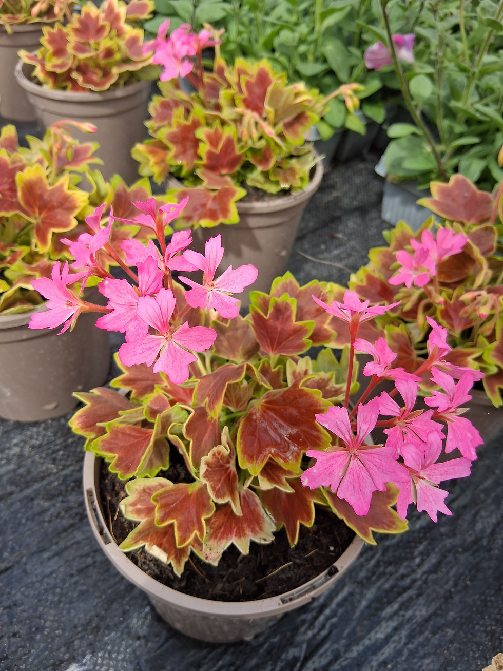 Thumbnail: Geranium - Single plant