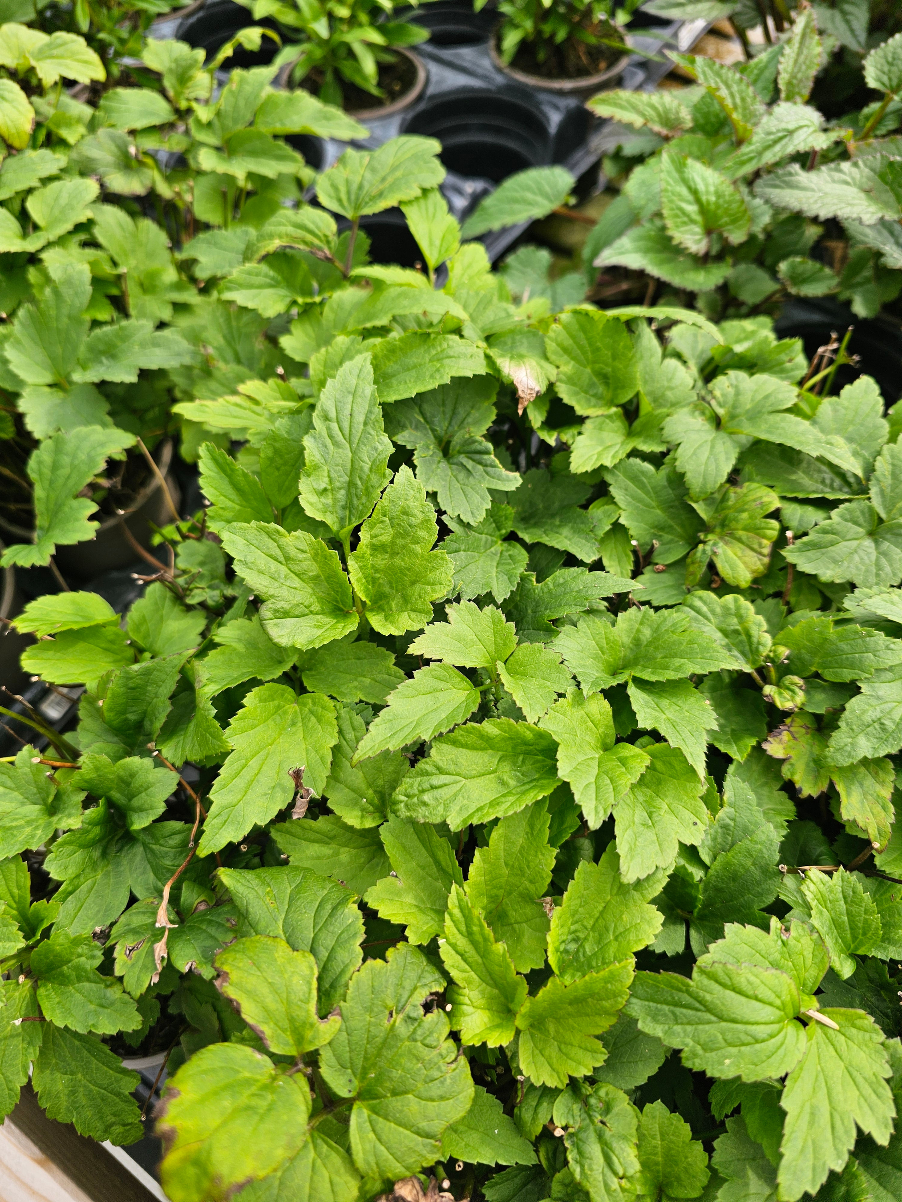 Anemone - praecox