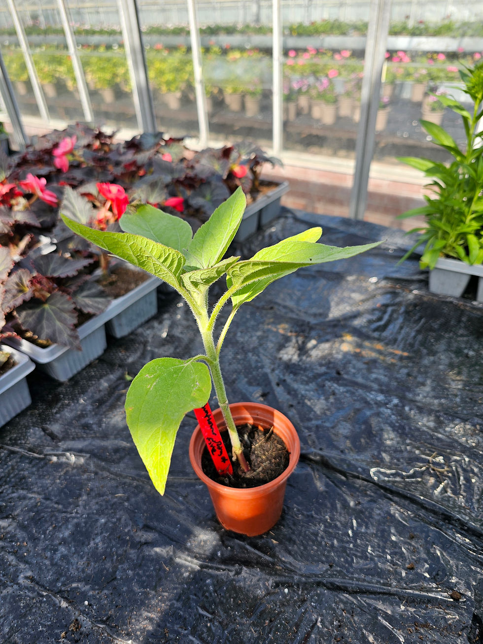 Thumbnail: Sunflower- Small 9cm pot