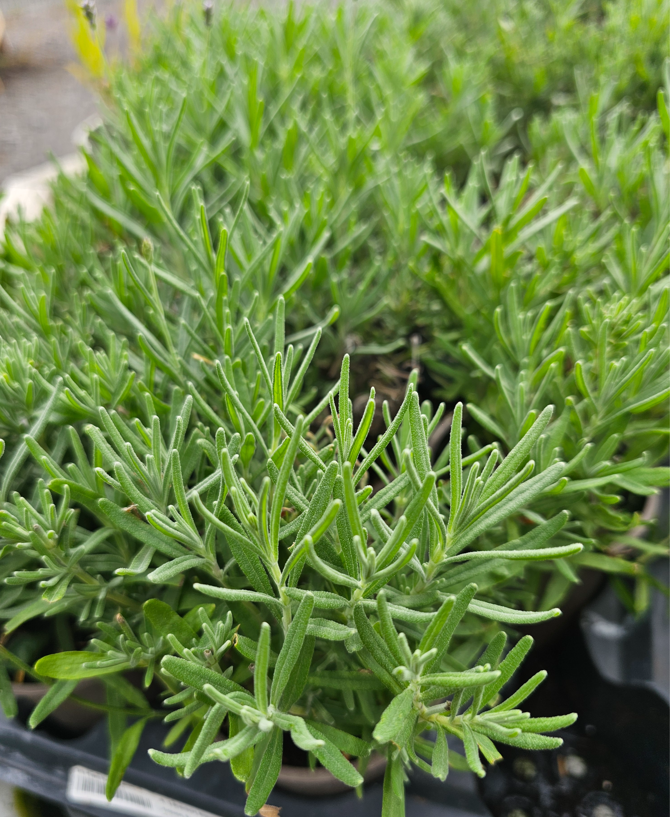Lavender- Hidcote Blue