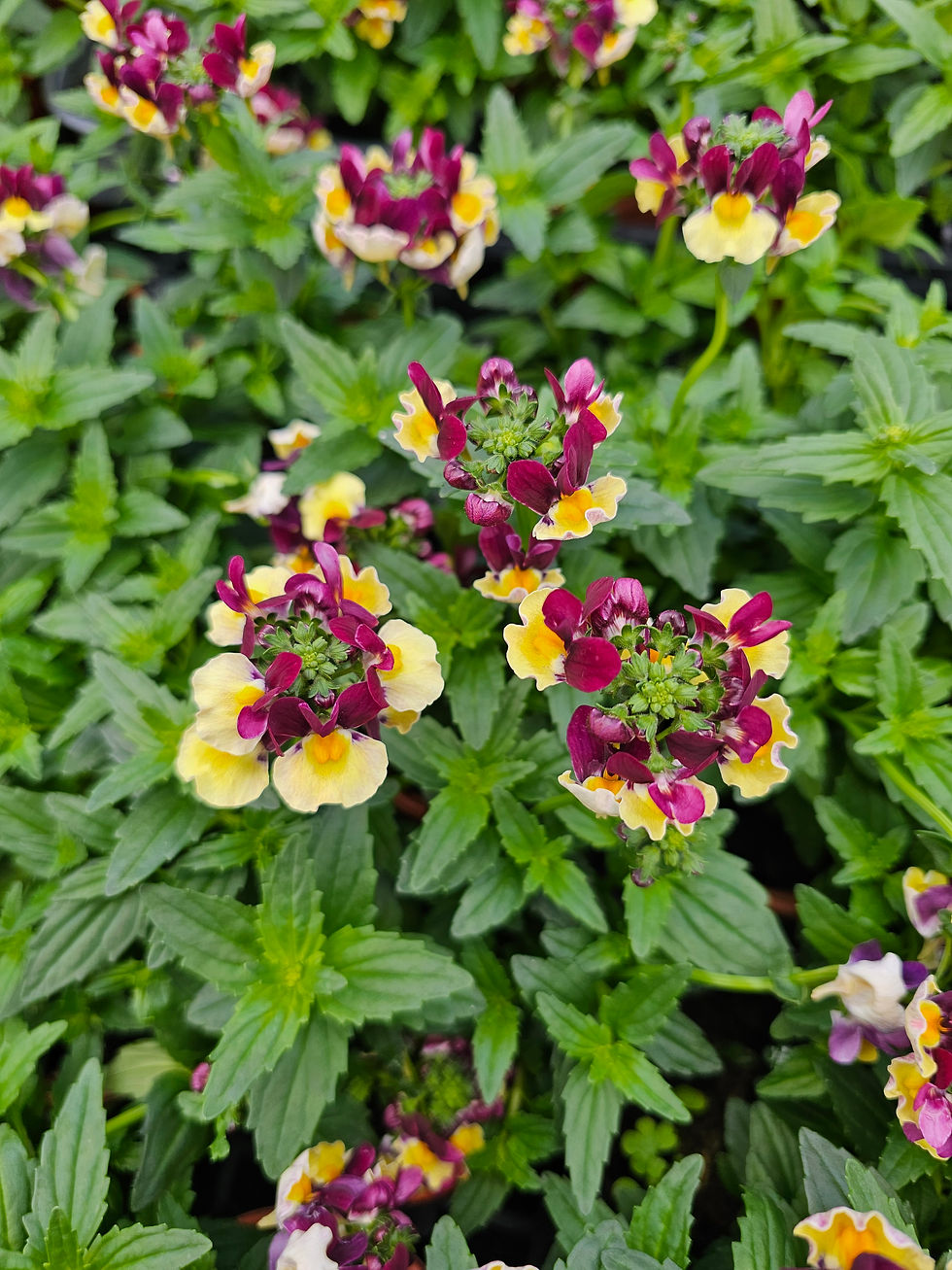 Thumbnail: Nemesia - single plant