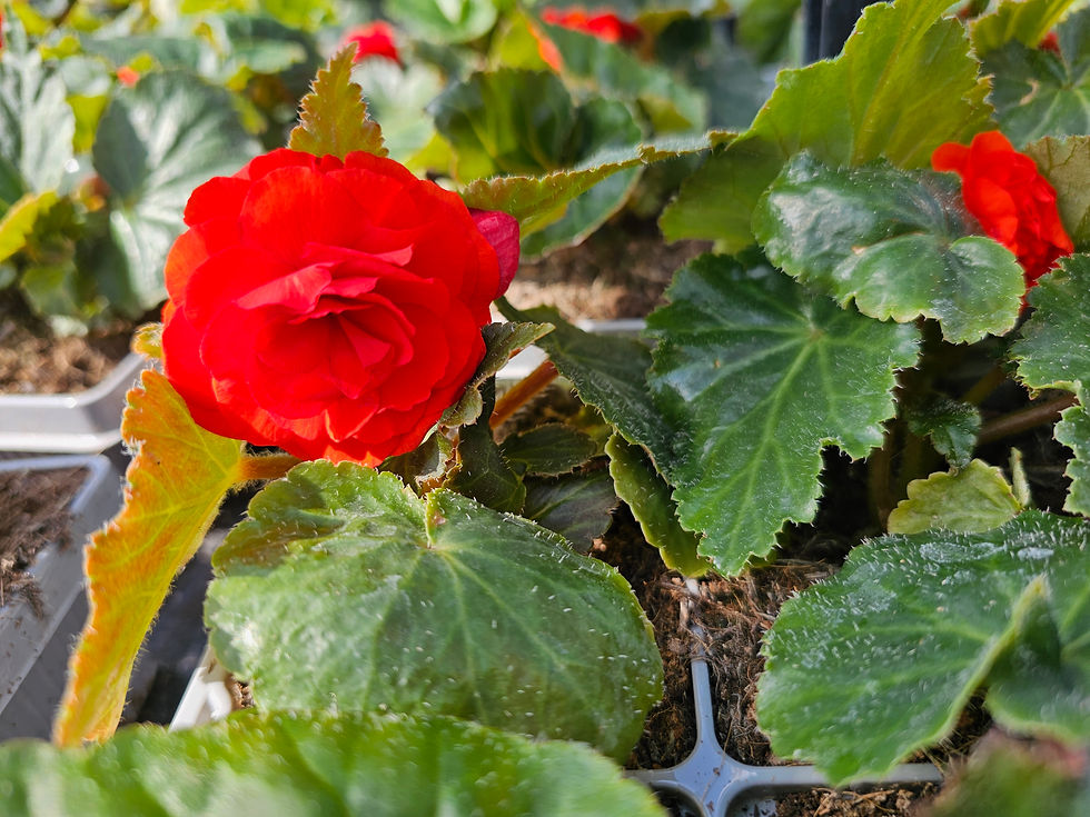 Thumbnail: Begonia - Non stop - Tray of 4 plants