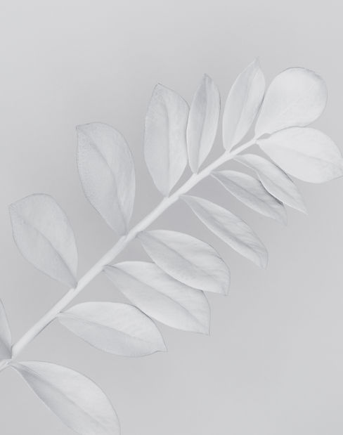 White Branch_edited.jpg