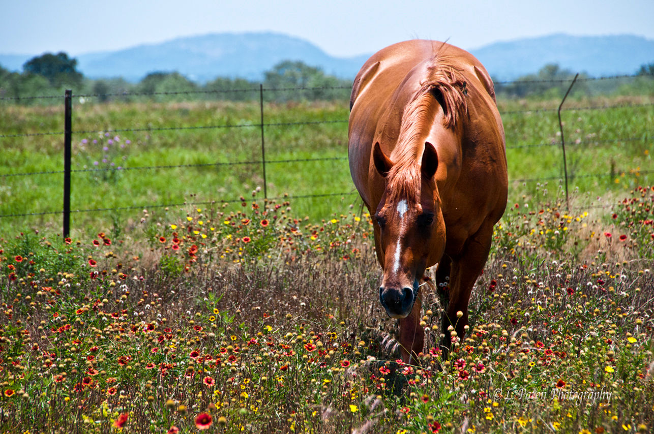Horse in Wildflowers