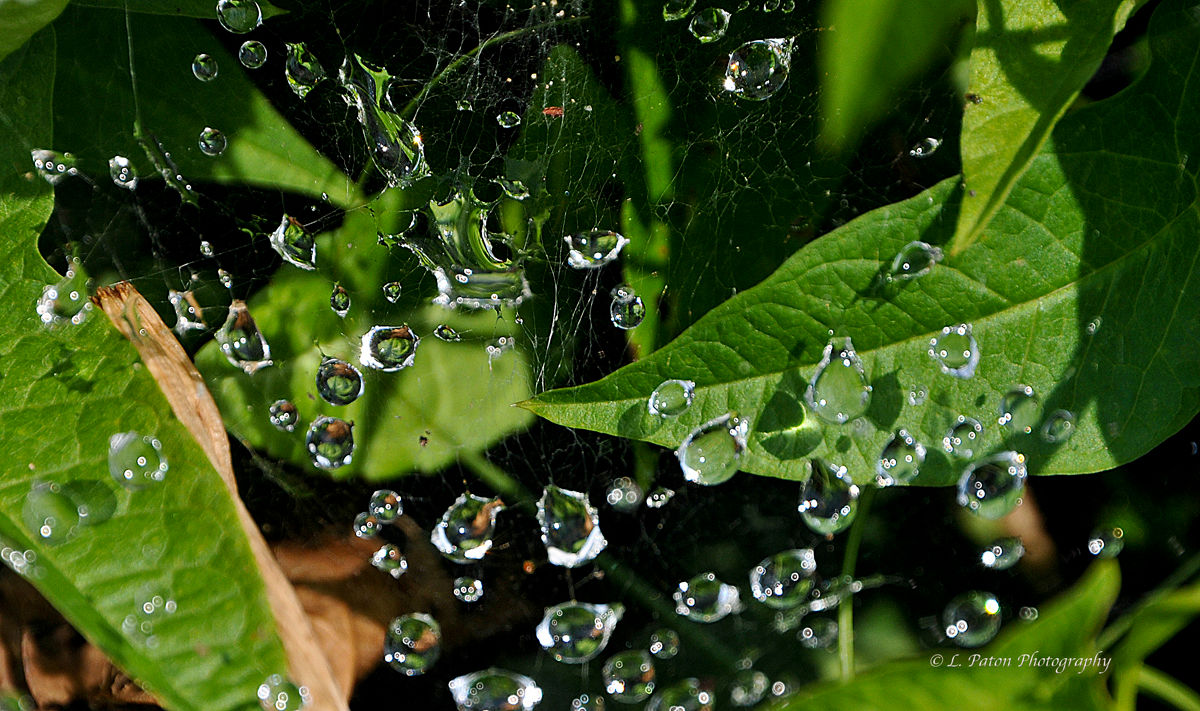 Water drops