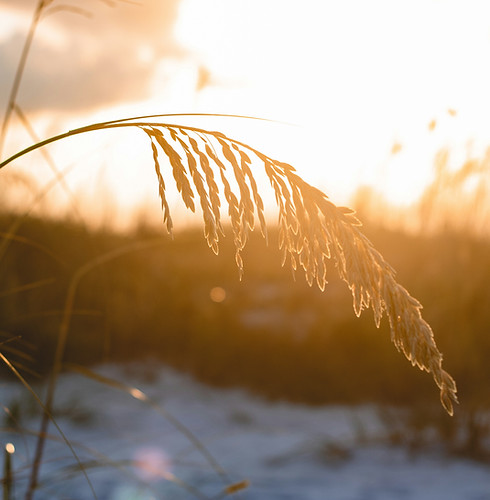 wheat peace.jpg